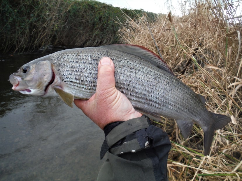 Arrow grayling